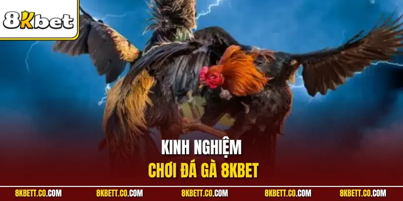 Kinh nghiệm chơi đá gà 8KBET