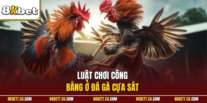 Luật chơi công bằng ở đá gà cựa sắt
