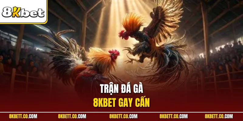Trận đá gà 8KBET gay cấn 